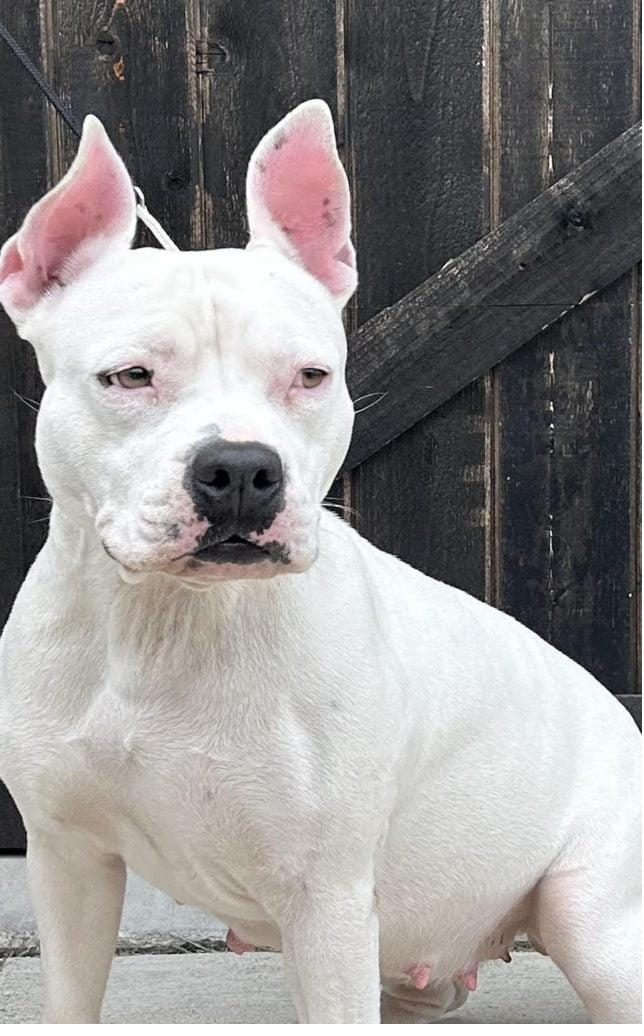 Brie, a white and blue brindle American Staffordshire Terrier at Winterwood Amstaffs, standing outdoors against a wood fence