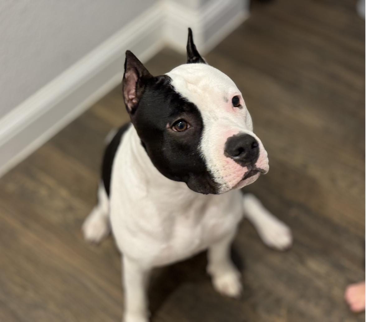 Black and white American Staffordshire Terrier sitting on a hardwood floor at home