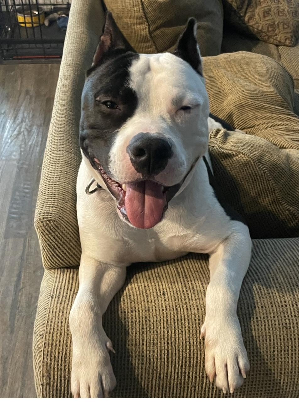 American Staffordshire Terrier relaxed on a living room chair with tongue out